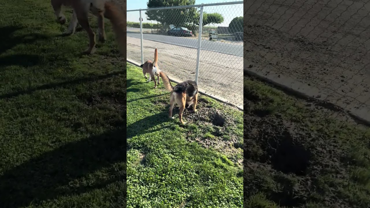 Enlarge CHRIS, a Adoptable mixed breed in Delano, CA video 4/4