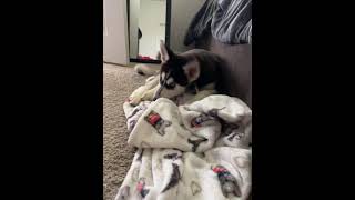 Alaskan Malamute Puppies Videos