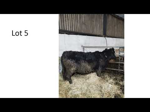 Quality Purebred Angus - Image 2