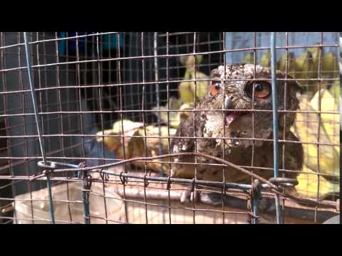 Yogyakarta Bird Market