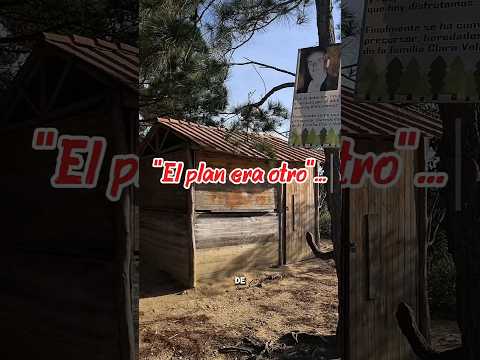 Los pinos Playa de Belén