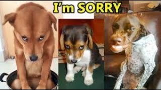 Funny Dogs  And other animals that will make you laugh until 2022  #shorts