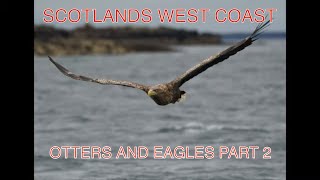 Scottish West Coast. Otters and Eagles Part 2.