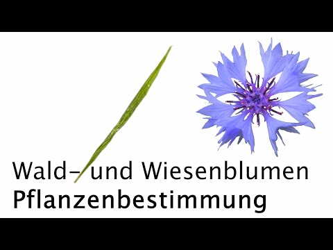 Wald-und Wiesenblumen (blau, rosa, lila) - Lernen macht Spaß