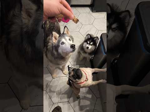 Псобрание вымаливаемой гастрономии