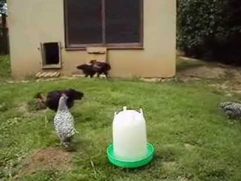 Krüper- und Nackthals-Junghähne I (9 Wochen alt)