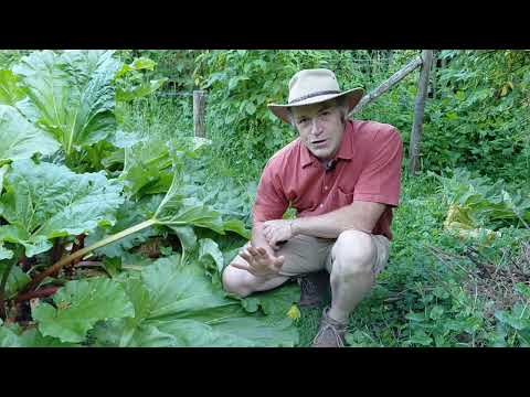 Rhubarbe énorme et groseilles extraordinaires avec l'électroculture