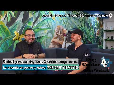 Anemia in dogs and cats.