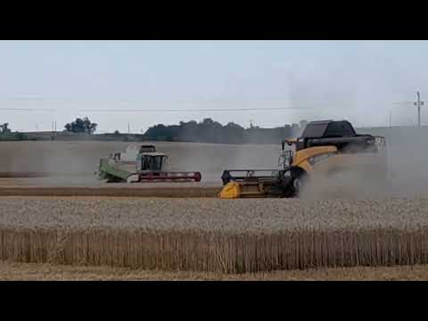 Žně zemosu Velké Němčice pásoví New Holand a brigádní kombajn claas pole u ulice Pod Hospodou