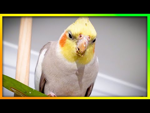 2026 NEW Cockatiel Playground & Sounds  | THE BIRD SANCTUARY | 4hr