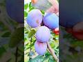 Sweet Summer Grapes🍇🍈🍓🍠🍠🍐🍎#fruit #vegetables #mango #game #status