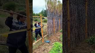 Download lagu Transforming black sugarcane into a unique, budget-friendly fence mp3