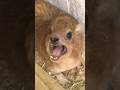 He S STILL Screaming At Me