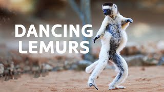 Sifaka Lemurs: The Dancing Lemurs Threatened By Extinction | Madagascar Wildlife Documentary