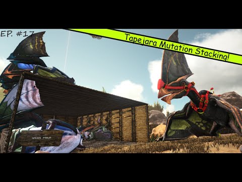 Mutation Stacking Tapejaras to Make the Perfect Egg Theif! - ARK: Scorched Earth [#17]