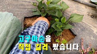 고구마 순을 직접 길러 봤습니다