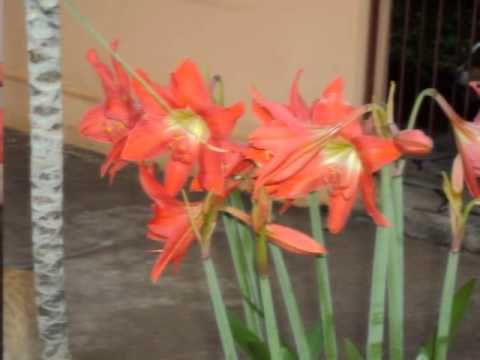 Flores video