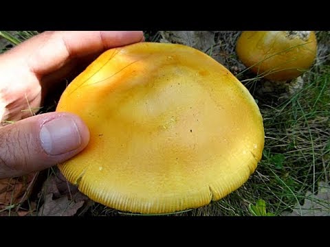 Blagva - Amanita caesarea