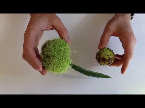 download lagu mp3 mp4 Poisonous Chestnuts, download lagu Poisonous Chestnuts gratis, unduh video klip Poisonous Chestnuts