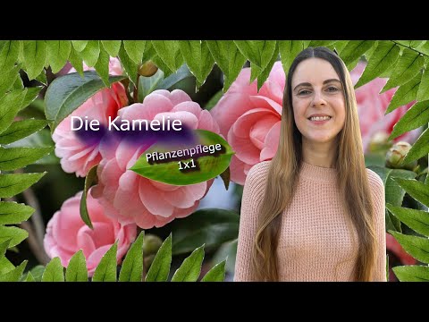 The camellia |Plant care 1x1|