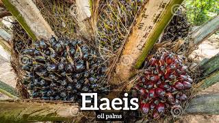 Download lagu How to Say Elaeis in English? | How Does Elaeis Look? | What is Elaeis? mp3