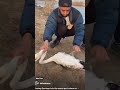 Freeing flamingos in captivity