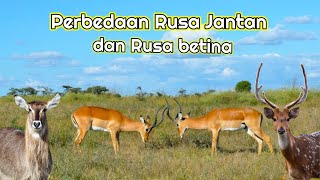 Download lagu Perbedaan Rusa jantan dan Rusa Betina mp3 Download lagu Perbedaan Rusa jantan dan Rusa Betina mp3