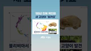 100년만에 확인된 새로운 고양이