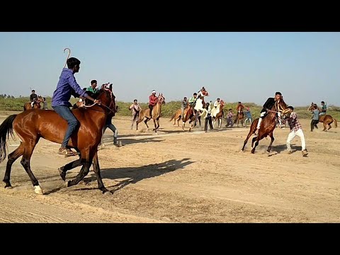 Horse Race In Mandvi Vijay Villas Palace : ભાગ મોતી ભાગ Video