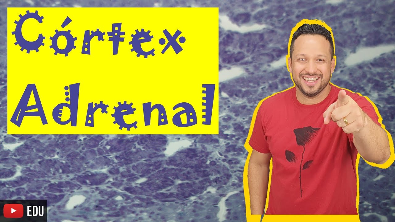 Córtex Adrenal - Região Externa das Glândulas Adrenais - Hormônios e Funções - Sistema Endócrina