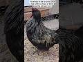How well does a no-crow collar work on a rooster? Excellent! #roostersound #chickenlovers