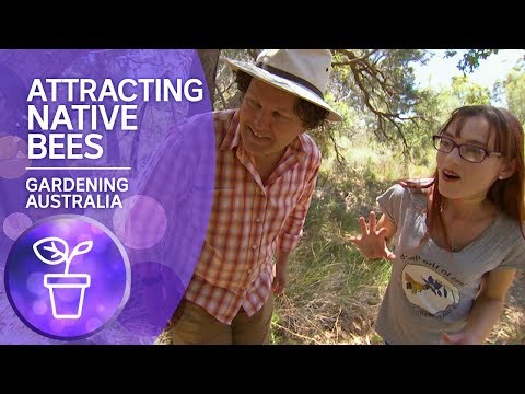 download lagu mp3 mp4 Bee Attracting Flowers Australia, download lagu Bee Attracting Flowers Australia gratis, unduh video klip Bee Attracting Flowers Australia