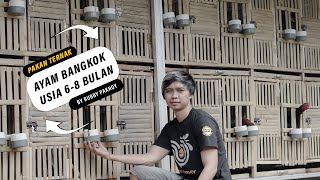 Download lagu PAKAN TERNAK AYAM BANGKOK USIA 6 BULAN SAMPAI USIA PANEN 8-9 BULAN | HASIL LEBIH MAKSIMAL mp3
