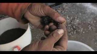 The Greenhorns trailer