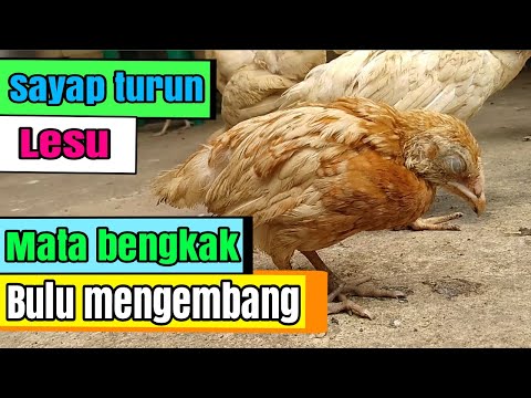 , title : 'Merawat anak ayam - Tanpa obat - Tidak gampang sakit'