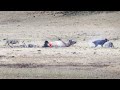 Yellowstone Wolves Kill Bull Elk Yellowstone NP May 2022