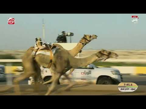 ش 2 (نوير) لـ محمد خالد بن عبدالله العطيه 13:03:03 ، مهرجان ختامي الشحانية 2026/04/27 زمول