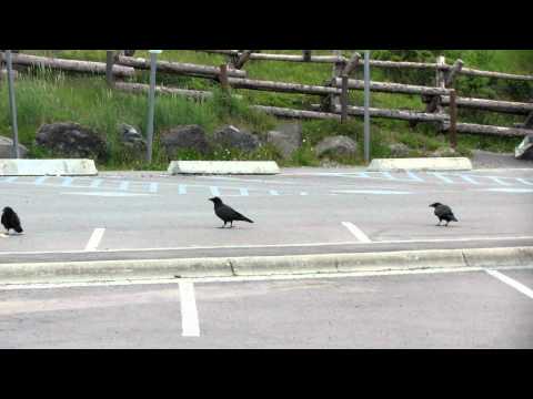 Common Ravens #1 (Chugach SP, Glen Alps)