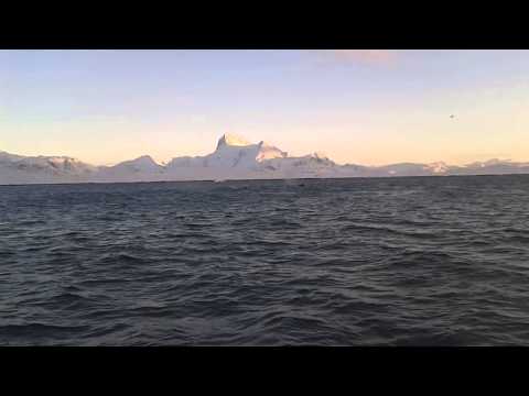 Pukkelhvaler i Nuuk, Grønland. Humpback whales