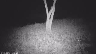 Molí de la Sal: granotes i conill 1