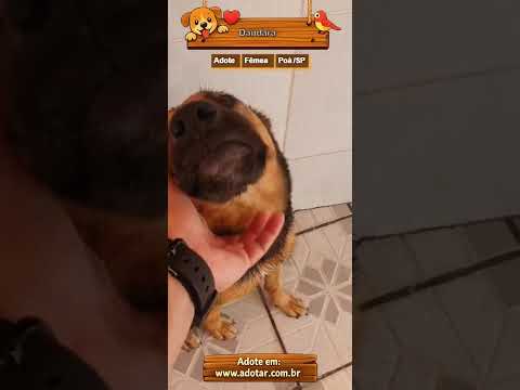 Vídeo de Dandara
