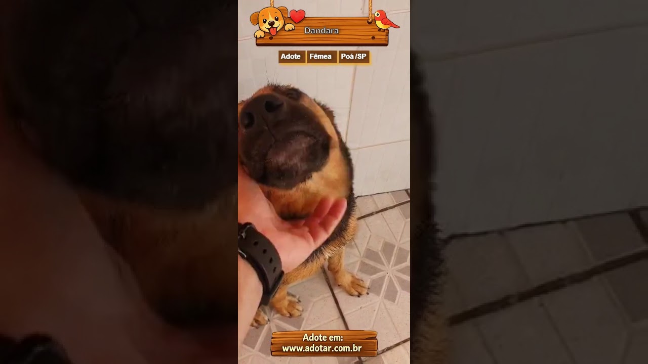 Cachorro raça SRD-ViraLata idade 4 anos nome Dandara