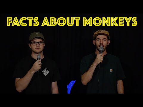 Facts About Monkeys