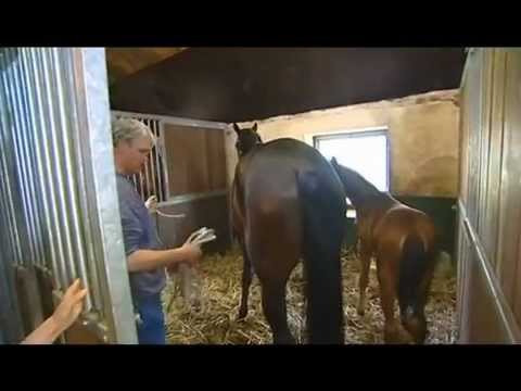 Der XXL-Ostfriese - Nachwuchsfreuden (Teil 2)