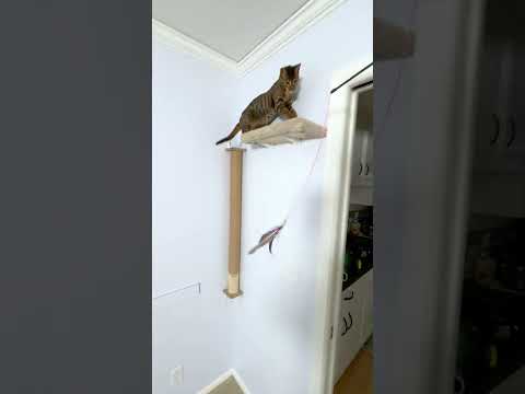 Raja Running Around The Living Room #cat #outdoorsavannah