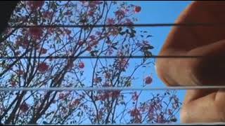 True love - soja (fingerstyle)