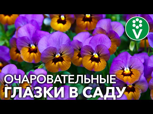 Как вырастить АНЮТИНЫ ГЛАЗКИ ИЗ СЕМЯН?