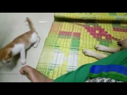 Funny dog with kitten