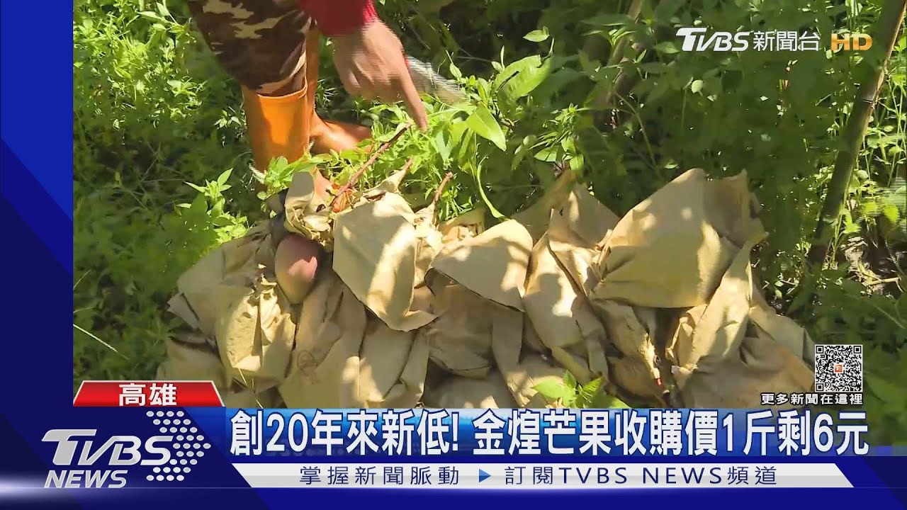 大陸禁芒果!金煌果農怨內銷價跌 農業局:拍賣價高於前年