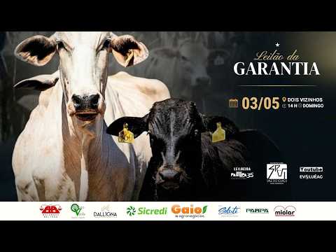Leilão de Gado AO VIVO | Dois Vizinhos 03/05/2026 14H | Pampa Remates